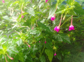La rose des Bois